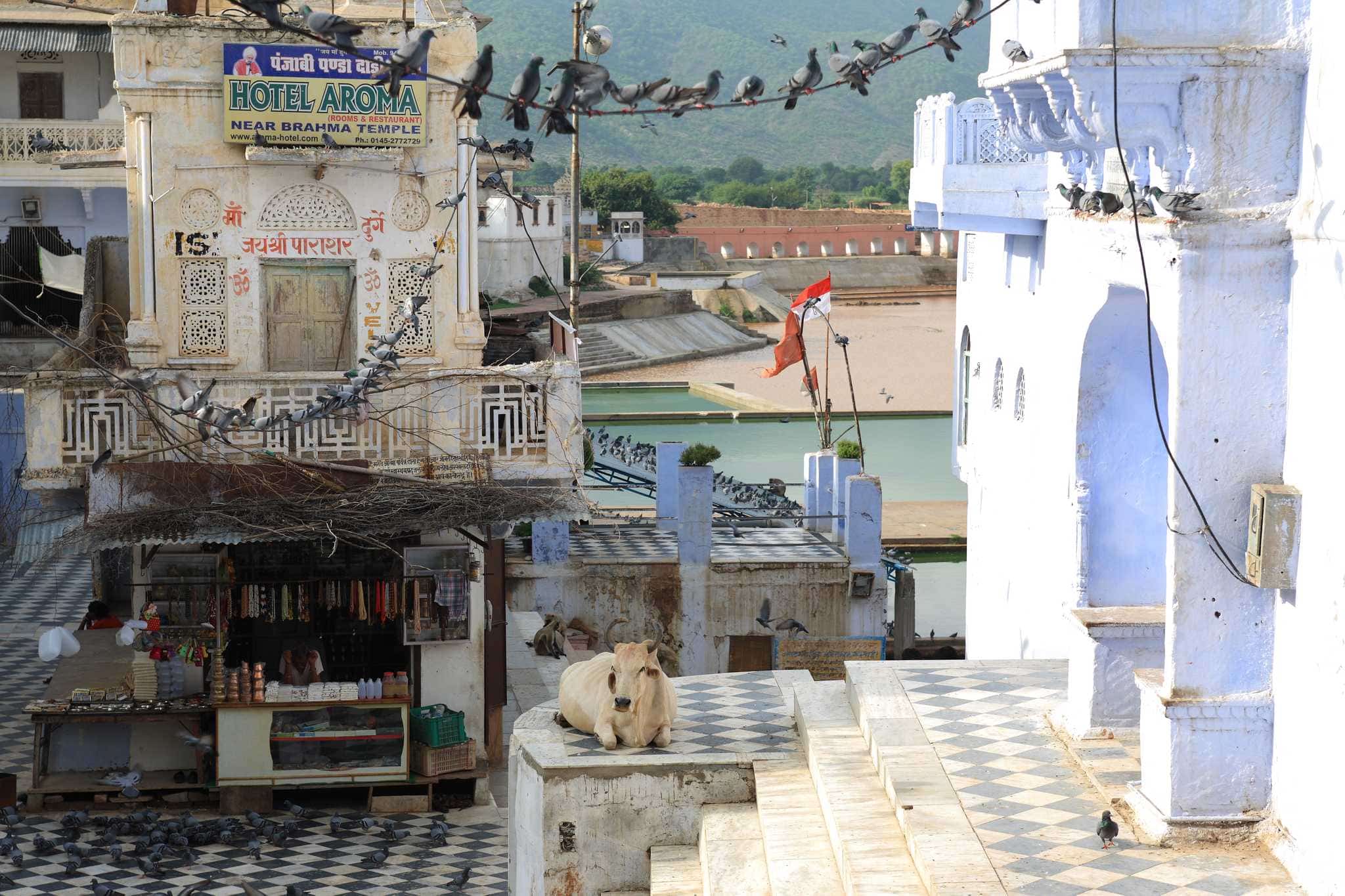 2010INDE56-L-ESPRIT-DES-GHATS