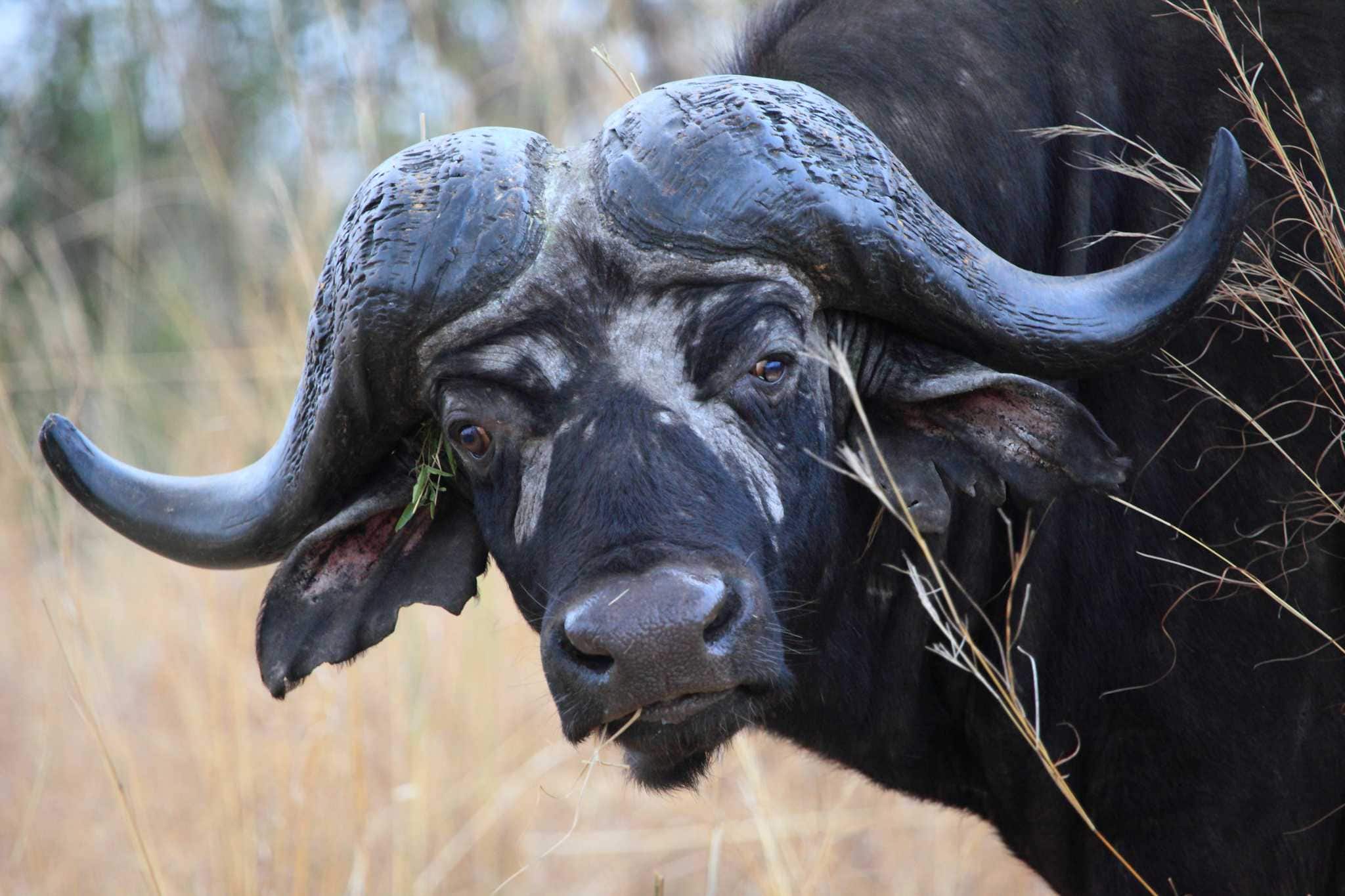 2016SA138-BUFFALO-CURIEUX